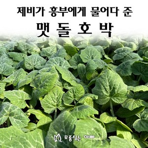 [모종심는아빠] 제비가 흥부에게 물어다 준 맷돌호박, 모종5개, 1개