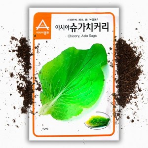 씨앗팜 슈가 치커리 로프 씨앗 (1500립) 잎 치커리 종자, 1개