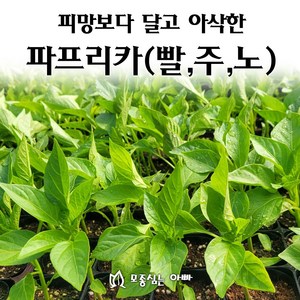 [모종심는아빠] 피망보다 달고 아삭한 파프리카모종, 3개, 빨강