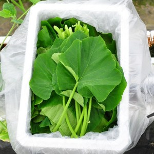 농장직송 호박잎 700g 생호박잎 제철 조선 호박잎 쌈 나물 쌈밥 재료, 1박스