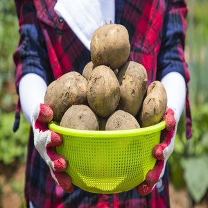 싱싱한 햇감자, 감자 10kg 중, 1개