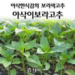 [모종심는아빠] 아삭한식감의 보라색고추 아삭이보라고추, 3컵, 1개