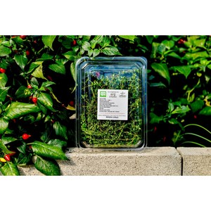 [페퍼앤허브] 타임 생잎 50g 100g 카페용 유기농 식용허브, 1개, 커먼타임 50g