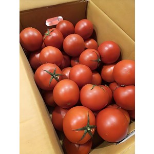 과즙 가득 국내산 생생 토마토 TOMATO 1kg 2kg 5kg (2 3번 SIZE)