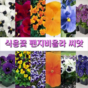 식용꽃 팬지비올라 씨앗, 15. 팬지  혼합 100립, 1개