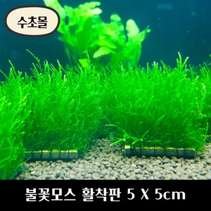 [수초몰] 불꽃모스 5cm X 5cm 활착판 /활착 모스 초보수초 음성수초 활착수초 활착모스 모스활착 피규어모스 화산석활착 구피 새우 수초맛집 피규어활착 피규어 모스볼, 1개, 1개