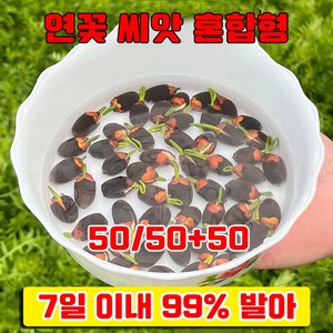 [7일 발아율 99%] 50/50+50 관상용 행운 수반 연꽃 씨앗 혼합형 미니 연꽃 씨앗 수련 사은품 랜덤 증정, 100개