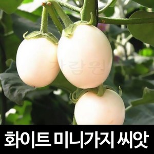 화이트 미니 가지 씨앗 채소 야채 종자 판매 씨 20알, 1개