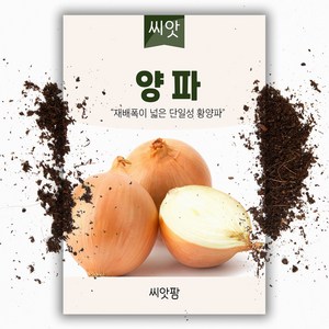 양파 씨앗(2.5g), 1개