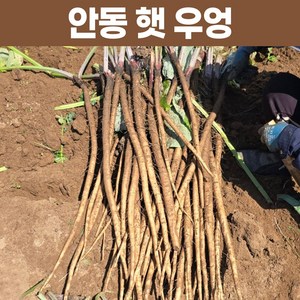 안동 햇 우엉 4kg 생우엉, 1개, 알뜰형(굵은것)