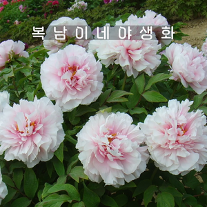 개량꽃목단 설영도화 3지이상 [1뿌리 복남이네야생화 목단 피오니 peony] 뿌리묘, 1개