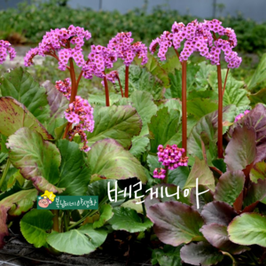 베르게니아 [3포트 복남이네야생화 모종 설화 바위취 돌부채 bergenia], 3개