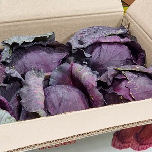 싱싱냠냠 국내산 단단한 적양배추 적채, 1kg, 1개