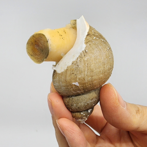 [선주직송] 당일조업 동해최상품 자숙 골뱅이, 1개, 250g(대)
