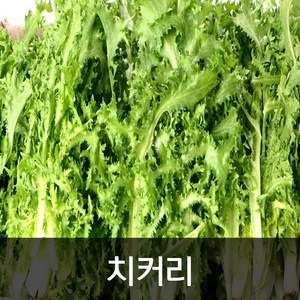 약수농장 치커리 2kg, 1개