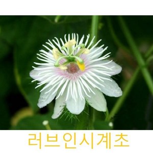 허브(Heb)/채소식물 러브인시계초 모종 4개 (L0264)