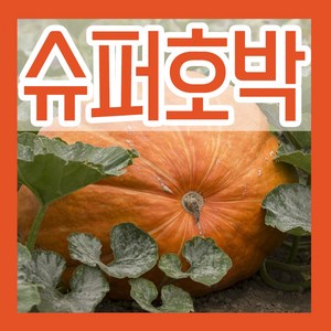 슈퍼호박 씨 5립 큰 대형호박 씨앗 키우기 종자심기, 1개