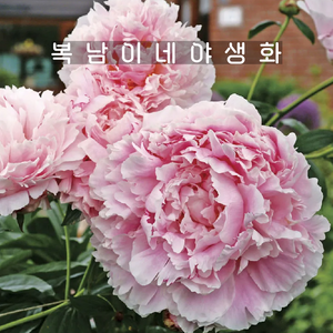 분홍 겹작약 사라베른하르트 3촉이상 [1뿌리 복남이네야생화 핑크 피오니 peony], 1개