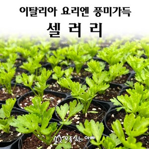 [모종심는아빠] 이탈리아 요리에는 풍미가득한 셀러리, 모종3컵, 1개