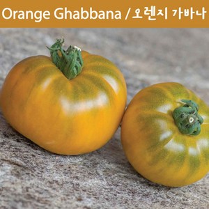 Oange Ghabbana 오렌지 가바나 달콤한 희귀토마토 교육용 체험용세트