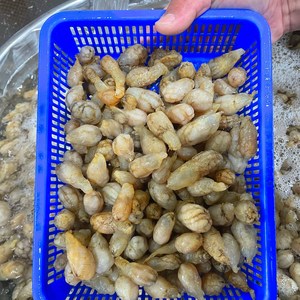 통영 생물 오만둥이 오만디 회 찜 무침 진동 마산 생물 1kg, 1개, 싱싱 제철 오만둥이 2kg