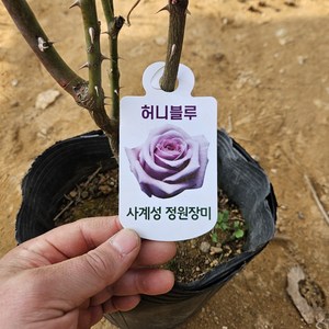 [새싹에서 나무까지] 사계 땅장미 (허니블루) 개화주 (포트묘), 1개, 허니블루