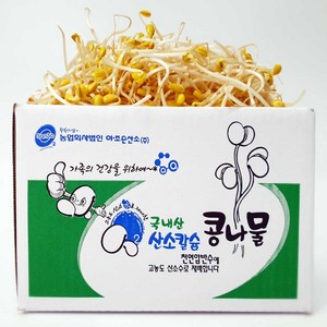 [ 평점 4.8이상 무농약 인증] 생산 콩나물 국산콩 산소 콩나물, 2kg, 1박스