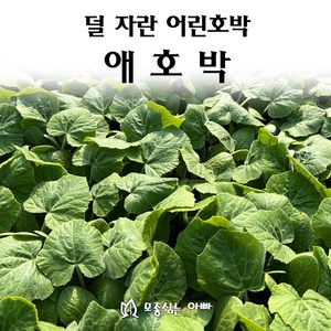 [모종심는아빠] 덜 자란 어린호박 애호박 모종, 모종3개