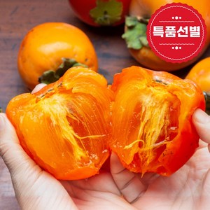 조이그린 달콤가득 대봉감 홍시 곶감용, 1박스, 5kg(특대과)