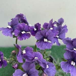[다온야생화] W5893 네메시아 (보라) (9cm) [랜덤], 1개, -