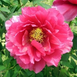 일본고급목단(일모) [접목3년생/2-3지] [ 우림원예종묘 ] [ 우림원예가든센터 ], 1개, 붉은색