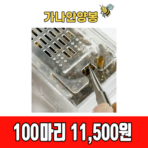 건강한 벌침 봉침 벌침용 봉침용 벌 (100마리 이상 ~), 100개