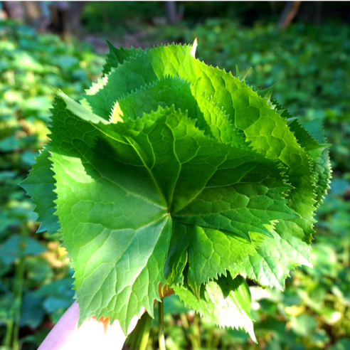 [산지직송]자연산 청도 곰취1kg 당일수확 곤달비 곰취나물 500g 봄나물 산나물 제철나물