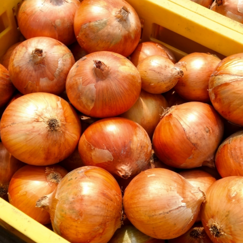 (당일경매) (당일발송) 국내산 햇 양파 (중사이즈,제철 창녕 양파), 1개, 5kg(중)