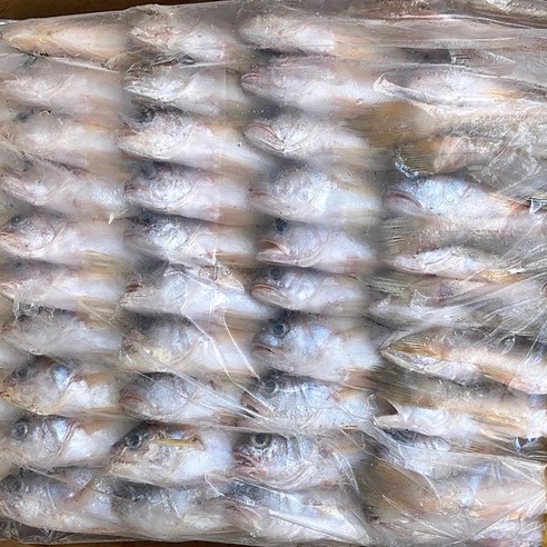 침조기 황민어 7P0 침굴비 도매 업소용 긴가이석태 (160미) 13kg /6.5kg