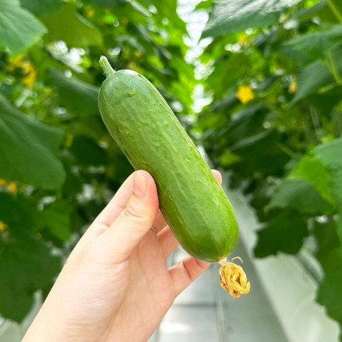 GREF 피콜리노 미니오이 스낵오이 그레프 꼬마오이 1kg, 1개, 1kg