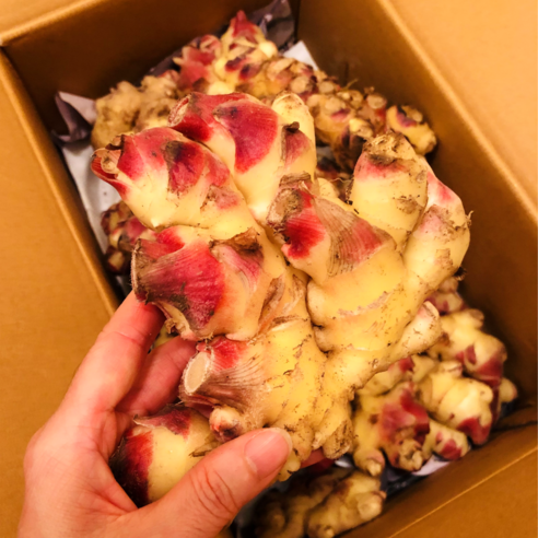 [싱싱다모아] 2025년 국내산 햇생강 흙 생강 1kg 5kg 10kg, 1개, .