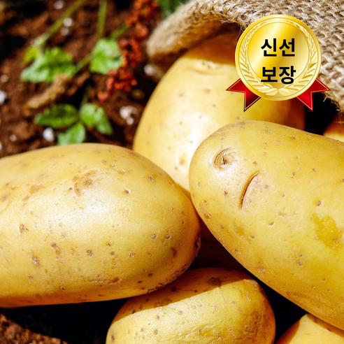 [올해수확] 하루20박스한정 국내산 햇감자 수미감자