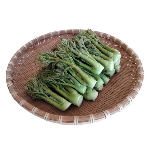남해 땅두릅 특품 봄 제철 나물 자연산 산지직송, 500g, 1개