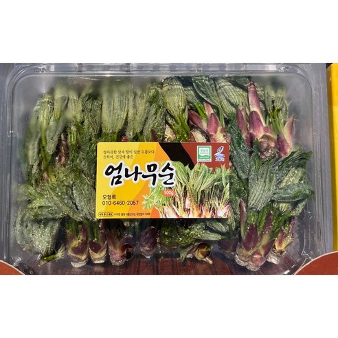 개두릅 엄나무순 제철 채소 봄나물 식용순 신선한 새순