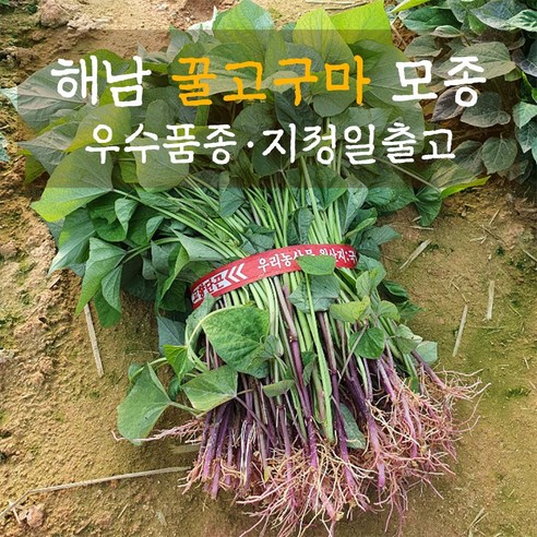 우수품좀 베니하루카 꿀고구마 모종 순 종순 싹 종자등록 해남농장 직영 출고
