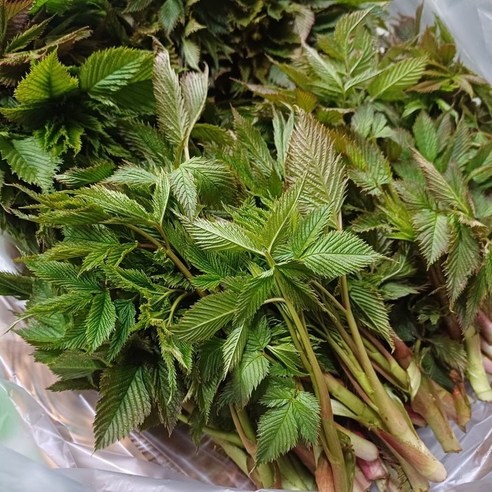 [제니네 제철과일] 산지직송 강원도 눈개승마 삼나물 봄나물, 500g, 1개, 500ml