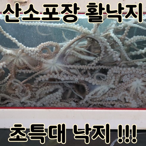 [산소포장] 국산 생물 산낙지 낙지 특대사이즈