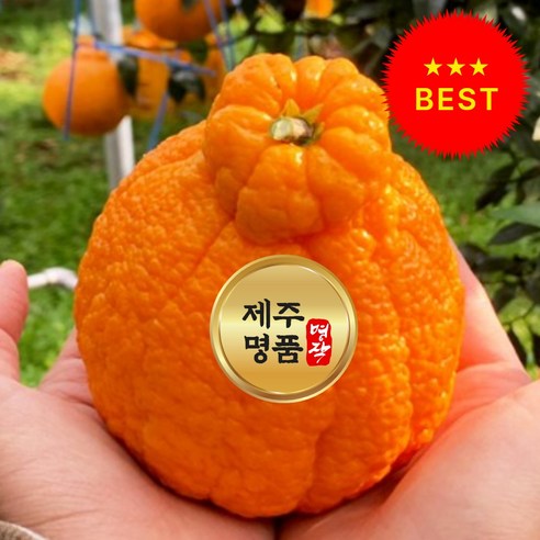 [재구매1위 한정수량] 제주 한라봉 로얄과