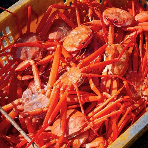홍게 4kg 비품 몸통