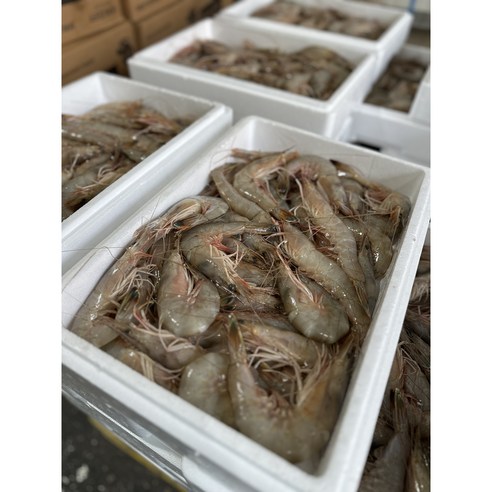 선물용 국내산 자연산 암대하 2kg(약32미) 왕새우 25년11월6일 냉동작업 명절선물 가성비최고 새우 새우선물 국산대하