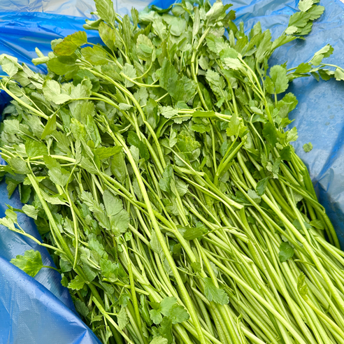 대아프레시 야채 아저씨네 국내산 향긋한 신선 채소 미나리 300g 500g 1kg 2kg 4kg