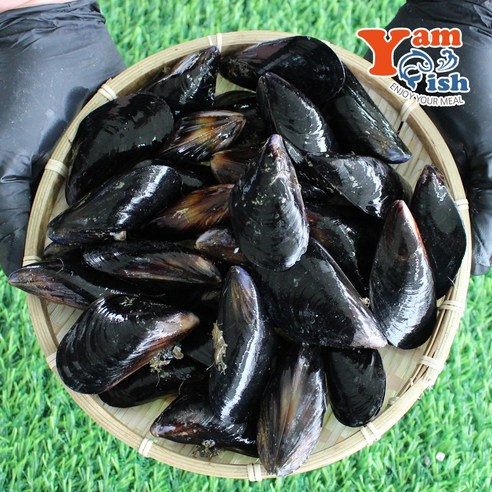 국내산 제철 홍합 섭 담치 1kg 산소포장