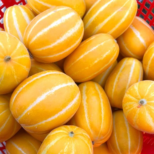 [농부선별마켓] 고당도 국내산 성주 꿀참외 2kg 3kg 5kg