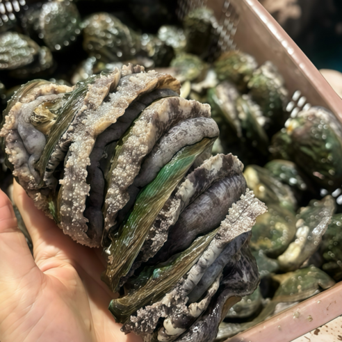 파도스토리 완도전복 2kg 왕특대 직거래 산지직송 선물세트 손질칼 증정, 1세트, 2kg(왕톡대 14-16미)